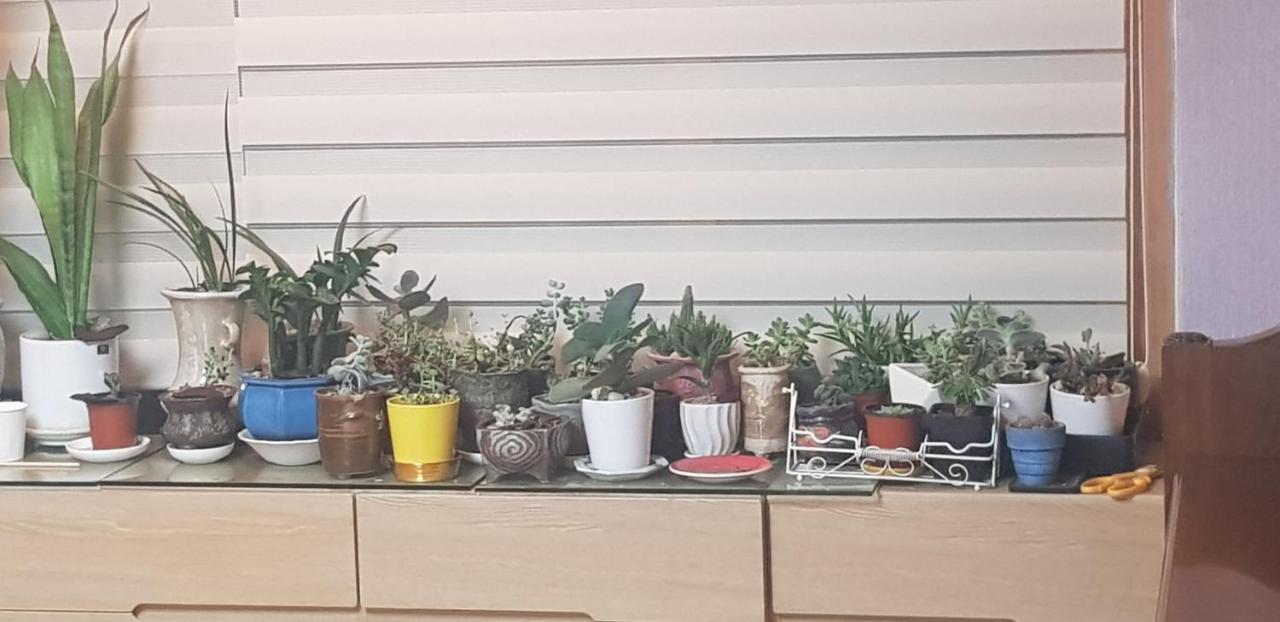 Yire House Ở trọ Seoul